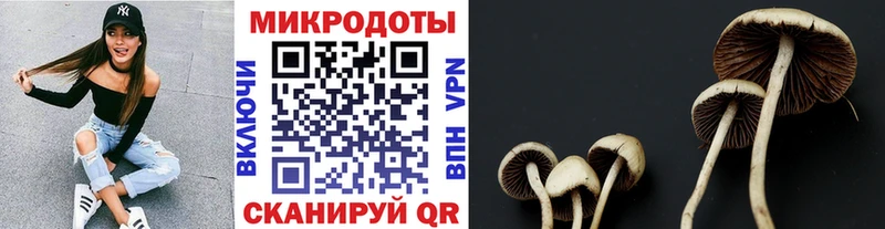 Псилоцибиновые грибы Psilocybe  Нижние Серги 